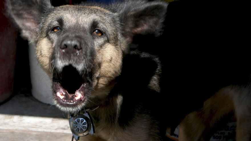 ¿Es obligatoria en Galicia la vacuna de la rabia para perros?