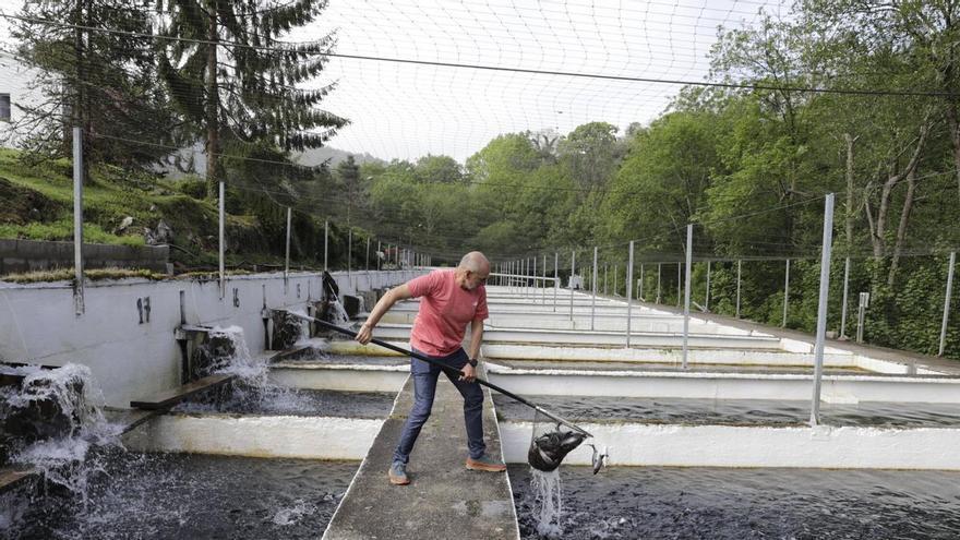 El calor amenaza a las piscifactorías asturianas de truchas: “El río baja como un caldo, en mi vida lo vi como ahora"