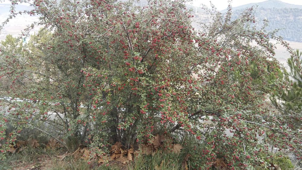 Arbust. El corner és un arbuts típic de la vegetació mediterrània. Es troba en boscos poc densos i sobretot en terrenys rocosos.