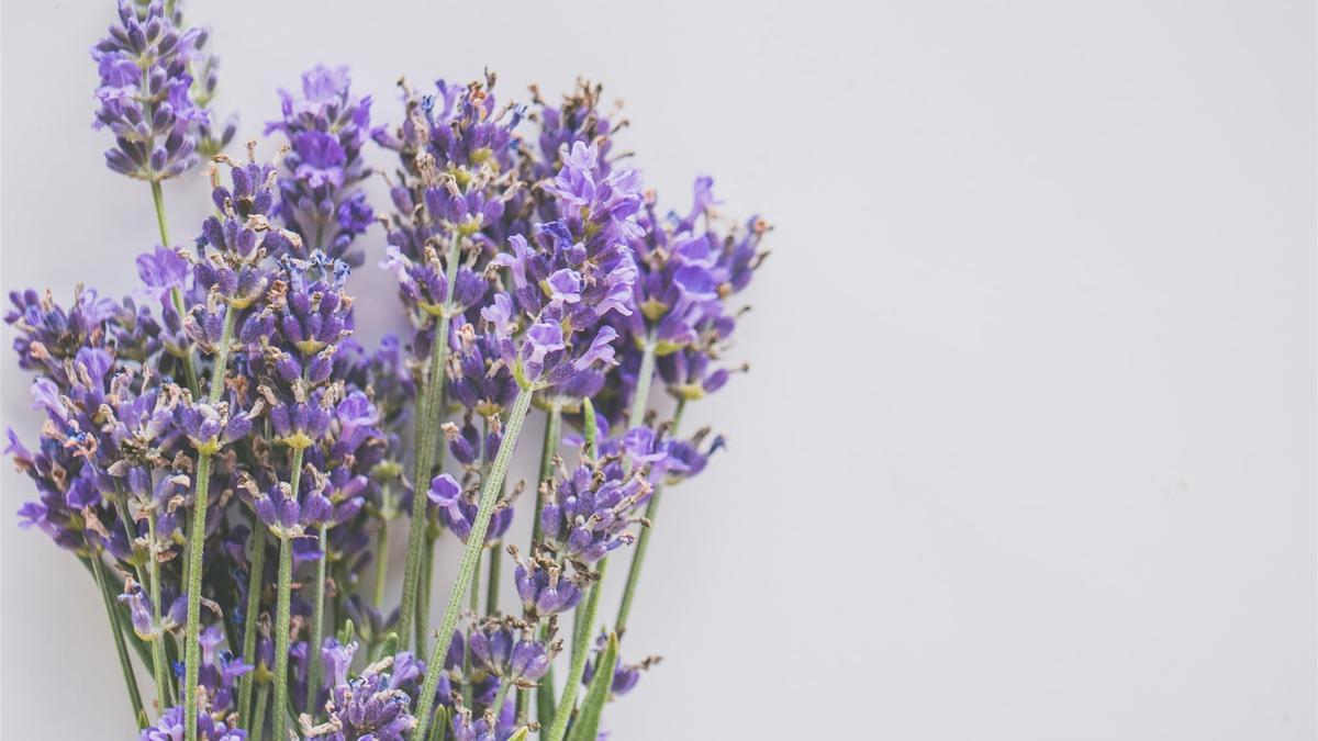 Lavanda.