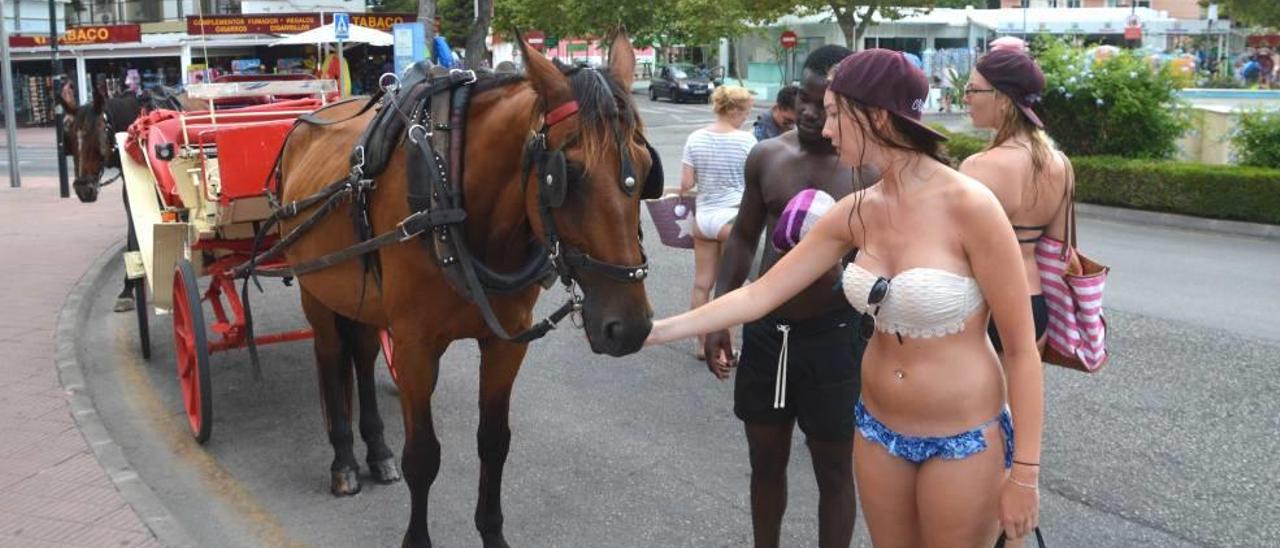 Una pareja de turistas acarician el hocico de uno de los caballos que aún tiran de la galeras de Cala Rajada.