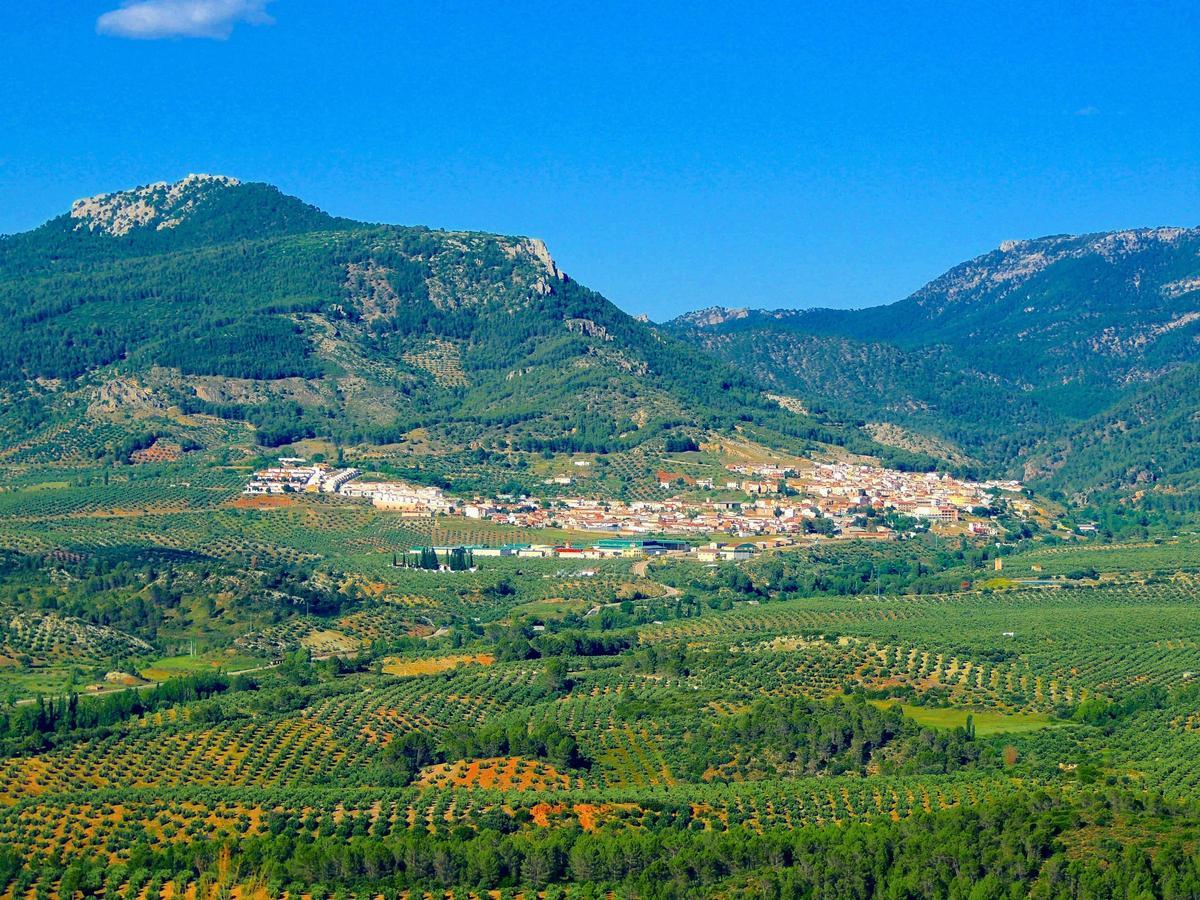 Orcera es tierra de olivos