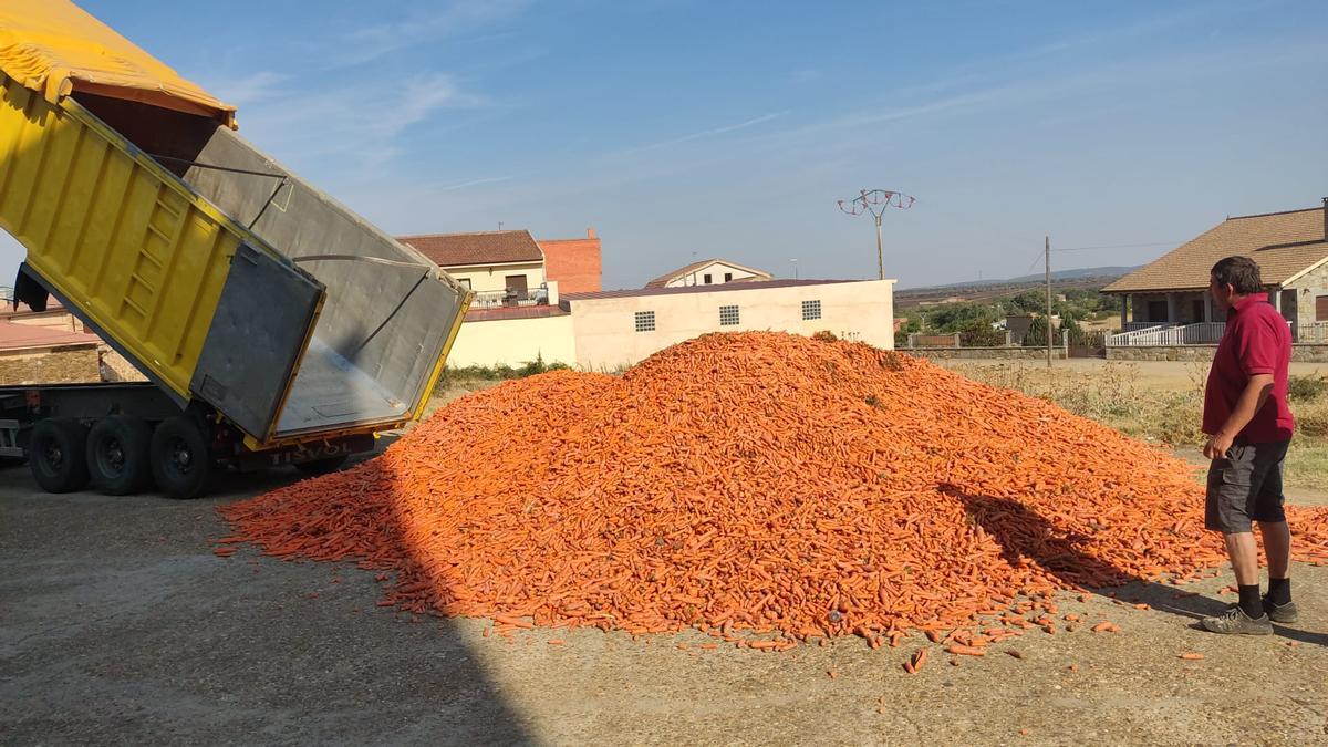 Descarga de zanahorias para el ganado en una explotación de Tábara