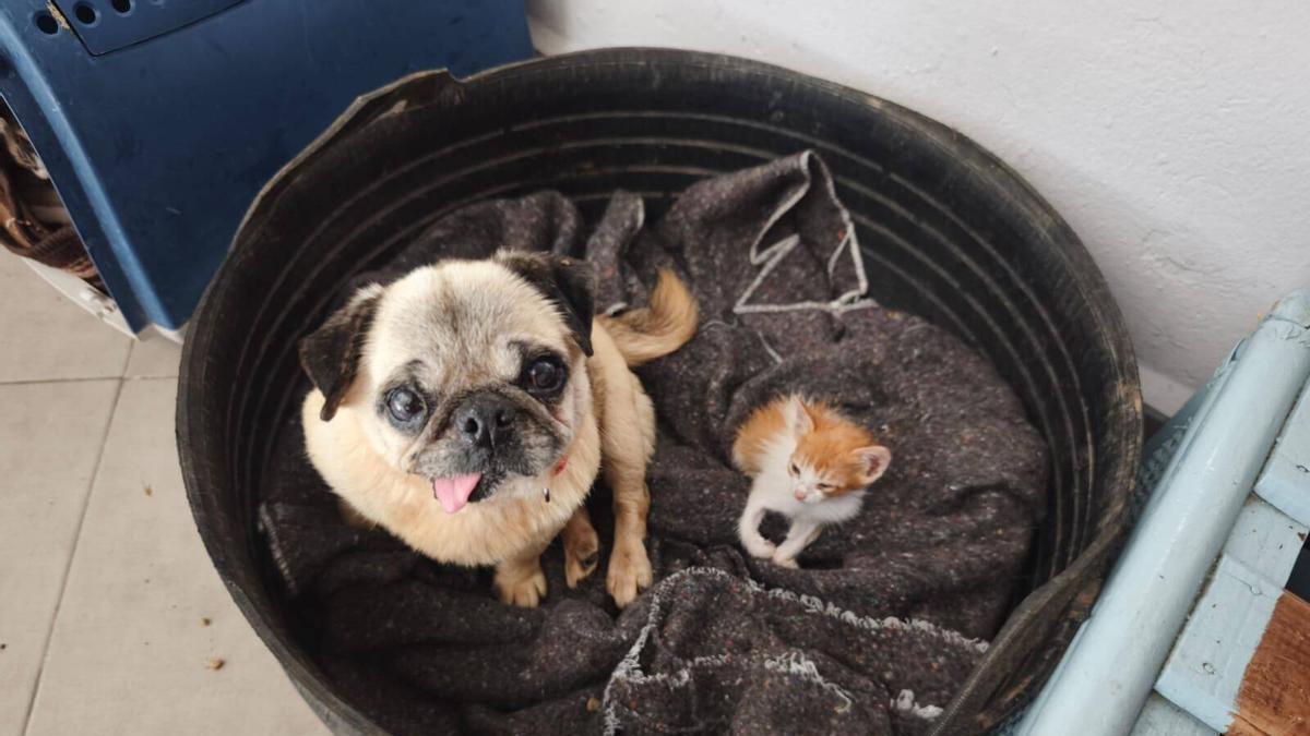 Perros y gatos en la protectora de O Morrazo