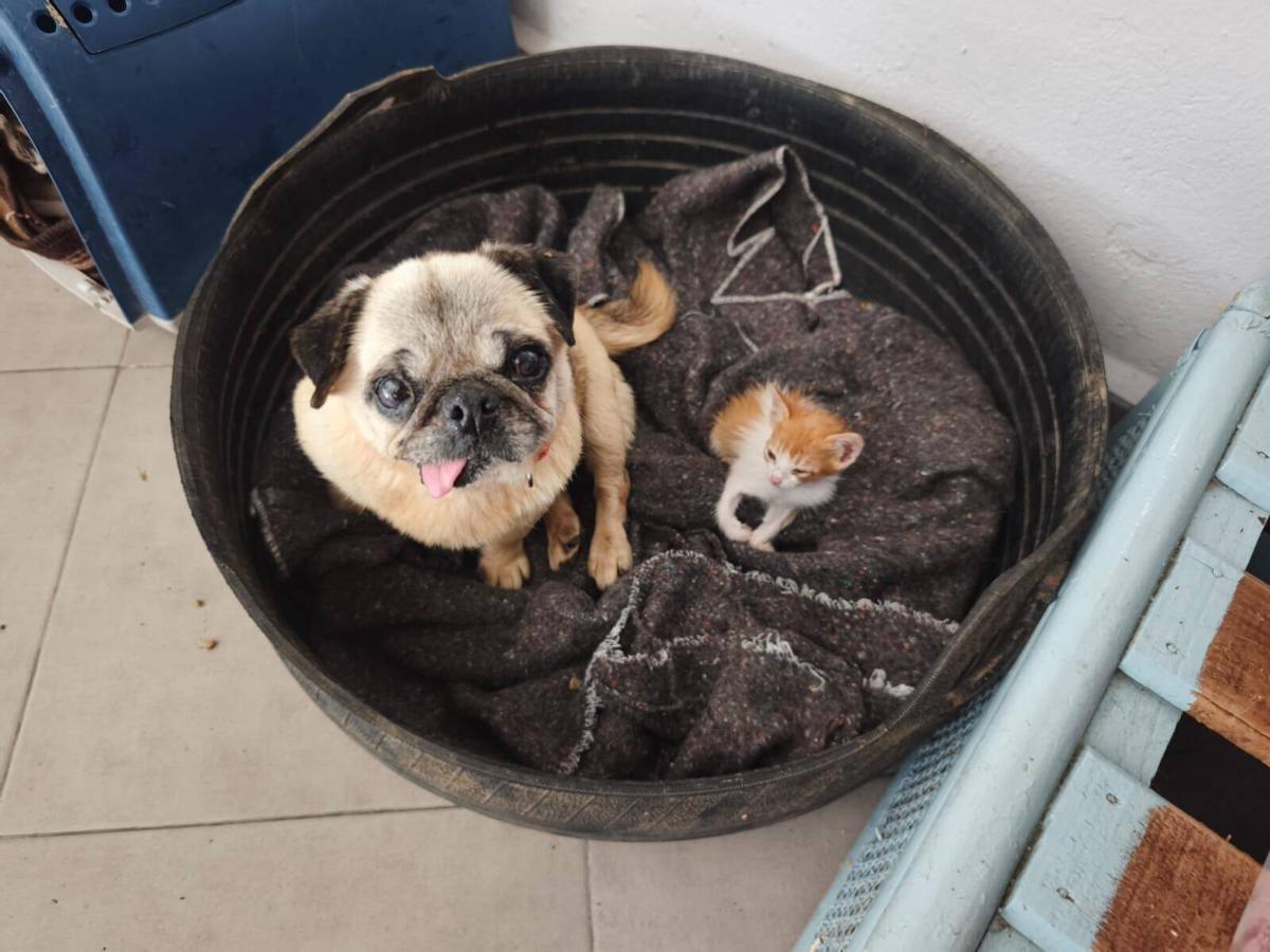 En la protectora conviven perros y gatos juntos.