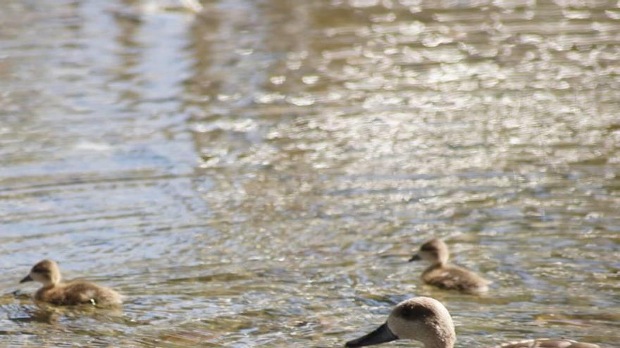 Patos de la especie cerceta pardilla en el parque de Fofó. L. O.