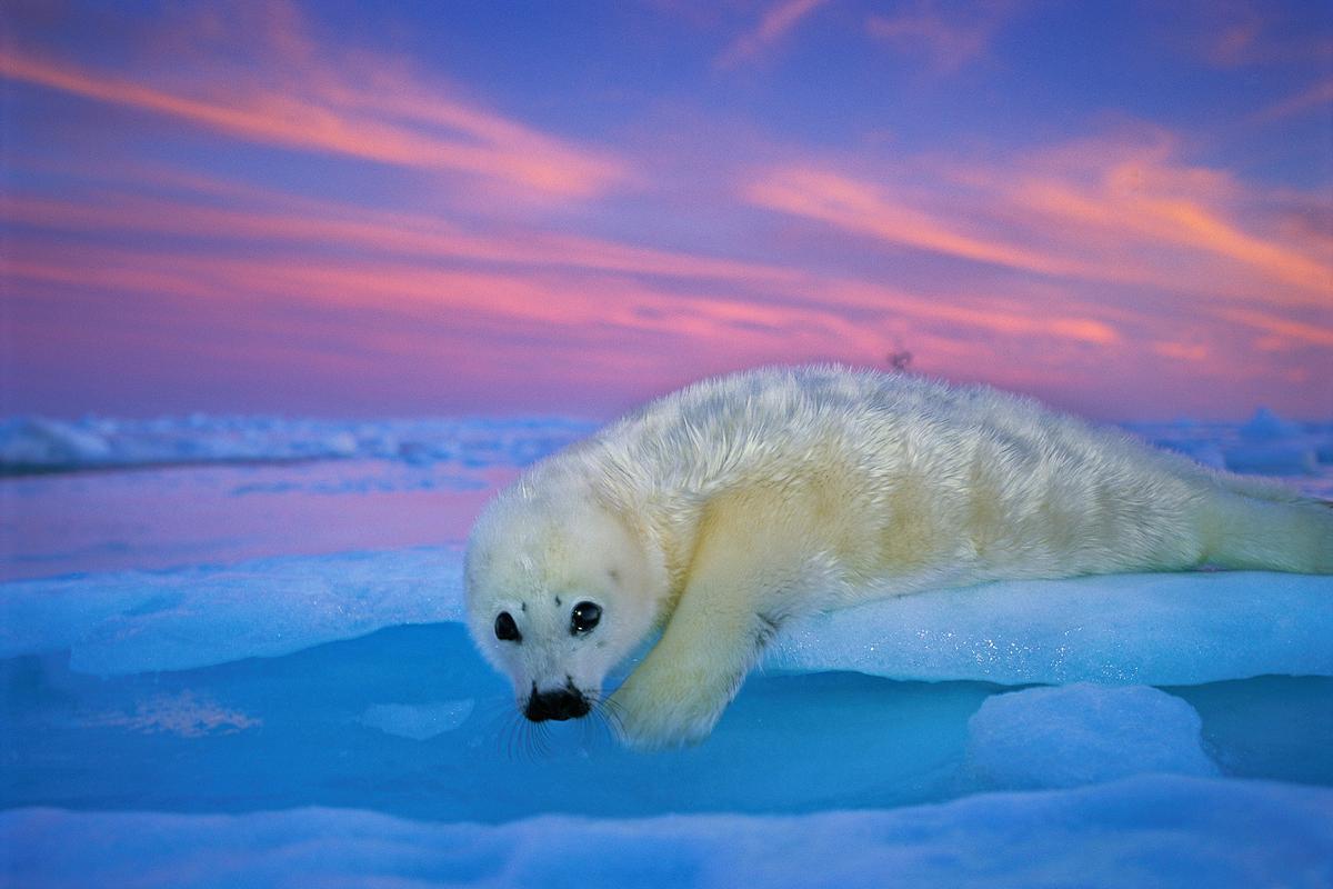 Una foca de Groenlandia de pelaje blanco descansa sobre el hielo bajo el cielo crepuscular. Golfo de San Lorenzo, Canadá. © Brian J. Skerry / National Geographic.