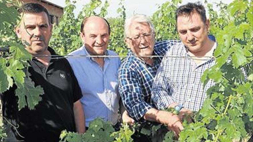 Les Useres espera vender 3.000 botellas de vino