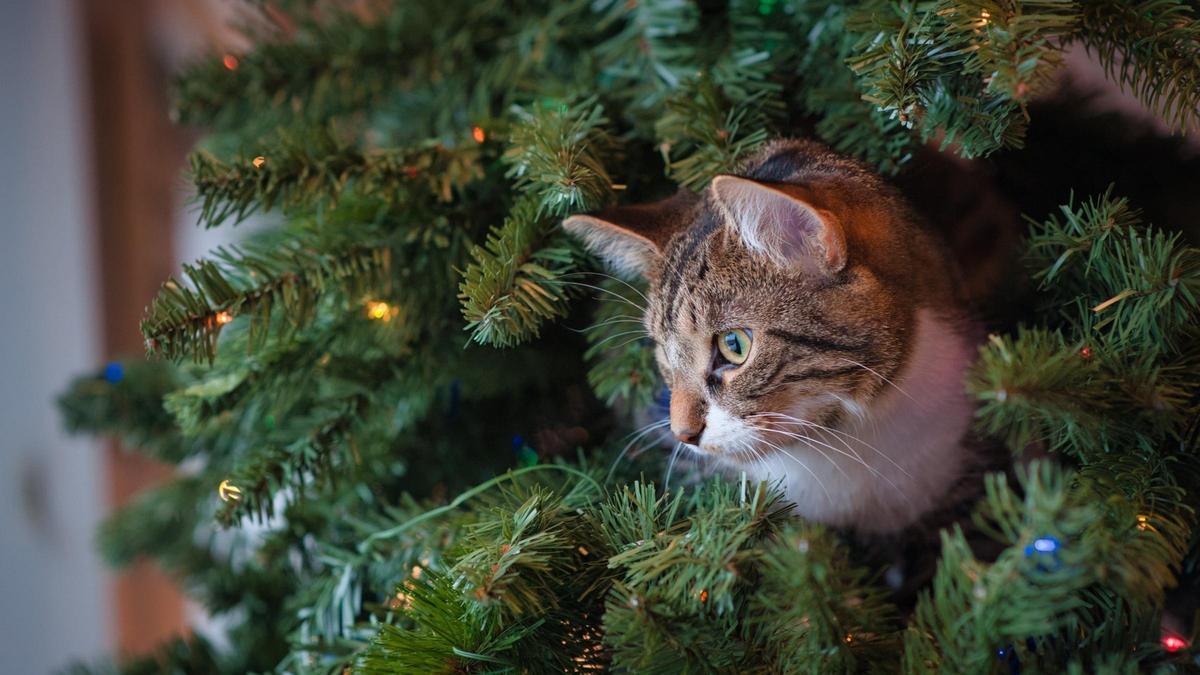 Un gato y un árbol de Navidad.