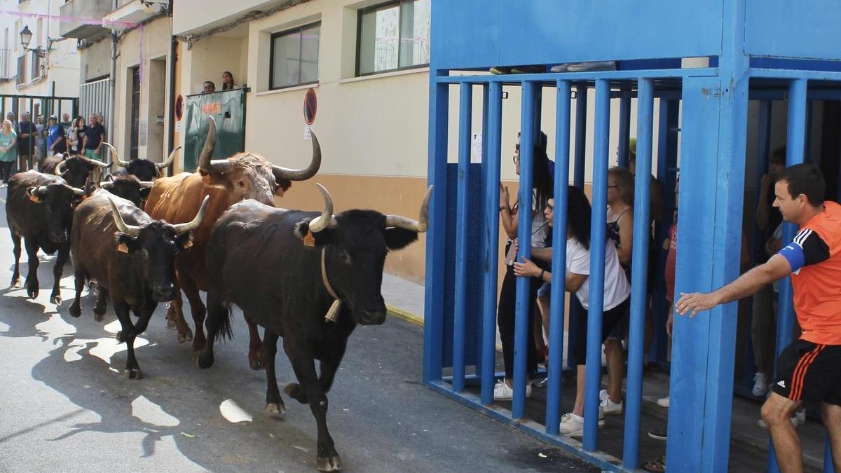 Los vecinos disfrutaron con la tradicional entrada de vaquillas al estilo figuerolero.