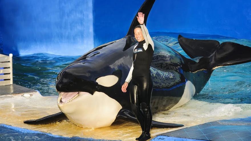 La orca &#039;Lolita&#039; volverá a ser libre tras más de 50 años en cautividad