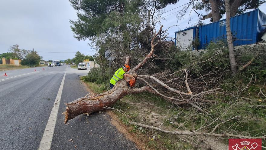 Retiran una rama de pino descolgada que amenazaba con caer a una carretera de Ibiza
