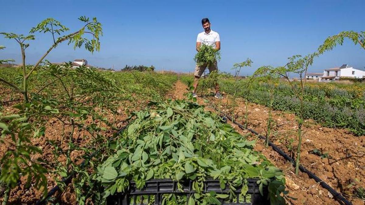 Un agricultor en su explotación.