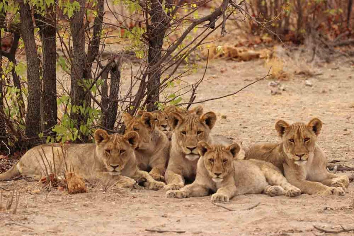 Manada de hembras de león en Namibia