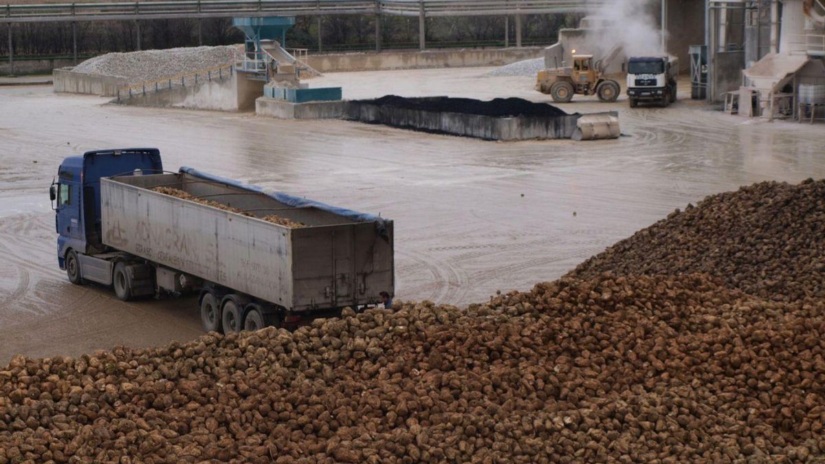 Un camión procede a descargar remolacha en la Azucarera de Toro. | M. C.
