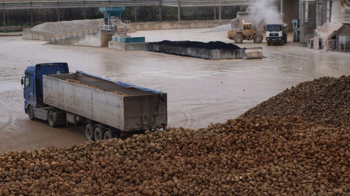 Un camión procede a descargar remolacha en la Azucarera de Toro. | M. C.