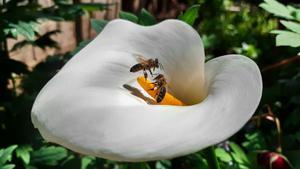 Las abejas son capaces de aprender de sus congéneres mediante la observación.