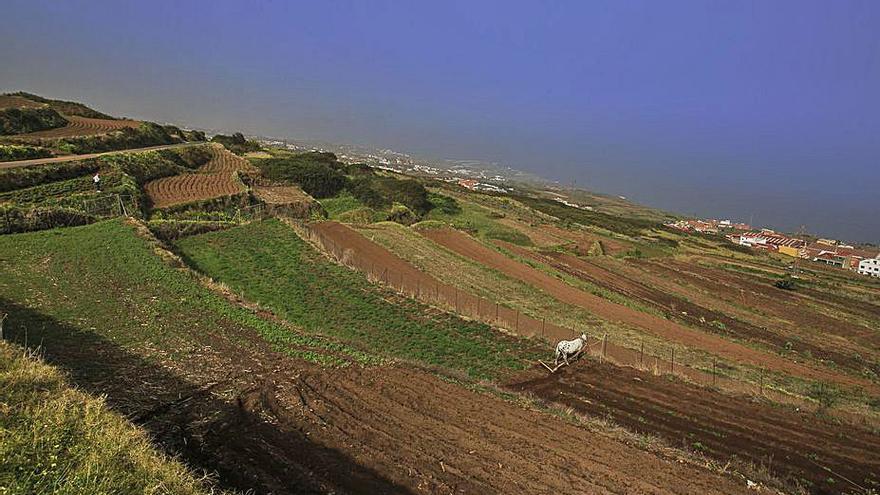 Zonas de cultivo en el Norte de Tenerife.