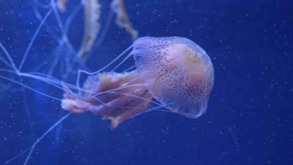 Medusa luminiscente (Pelagia noctiluca) en los acuarios de l'Oceanogràfic de València.