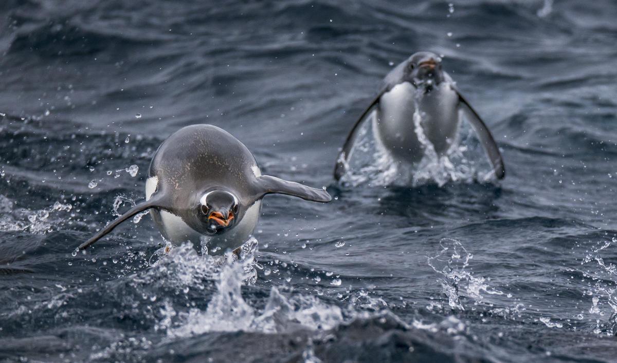 Pingüins nadant