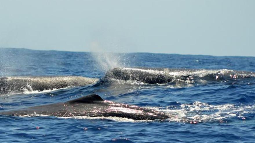 Varios ejemplares de cachalotes en aguas de la reserva marina del Archipiélago Chinijo. | javier bermúdez