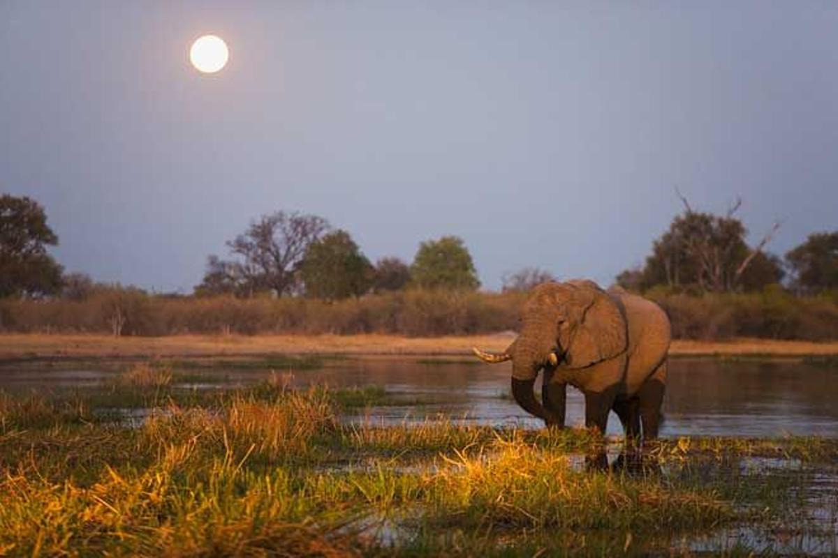 Reserva Moremi Game, al este del delta del Okavango, en Botswana.