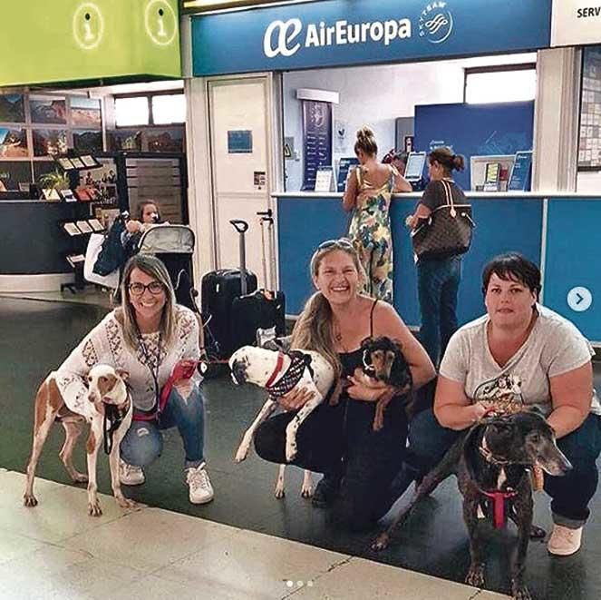 Animaerea: Una iniciativa pionera de adopción de mascotas