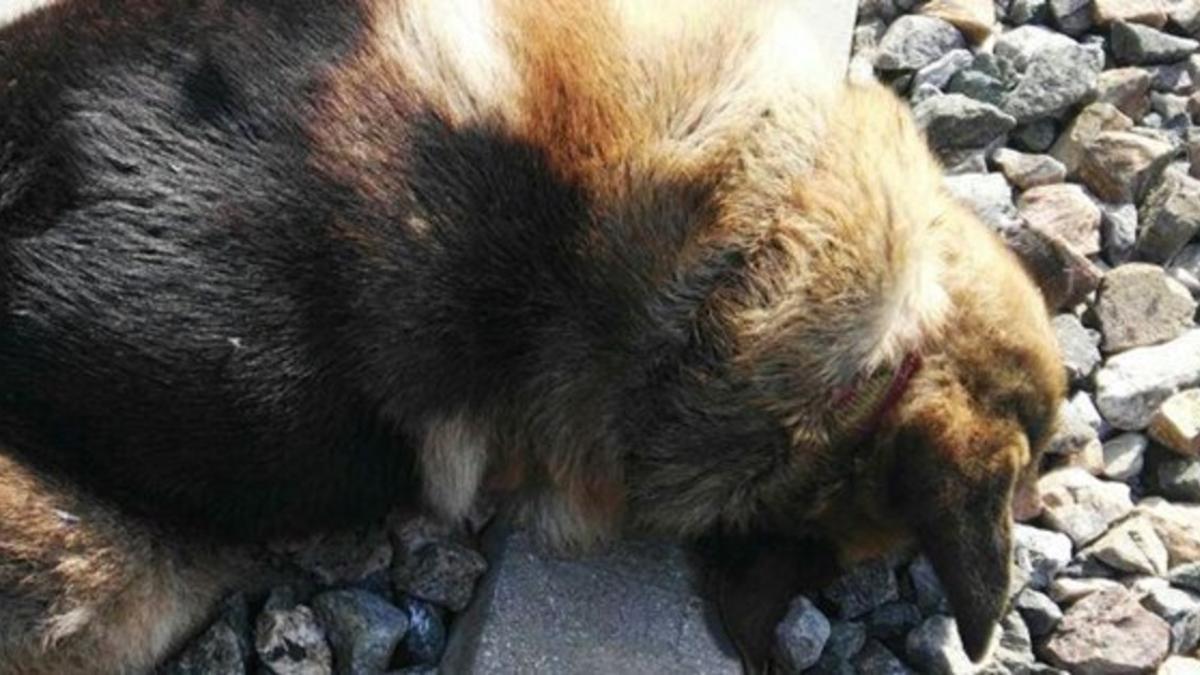 Aparecen 20 perros muertos que habían sido atados a las vías del tren en Sevilla