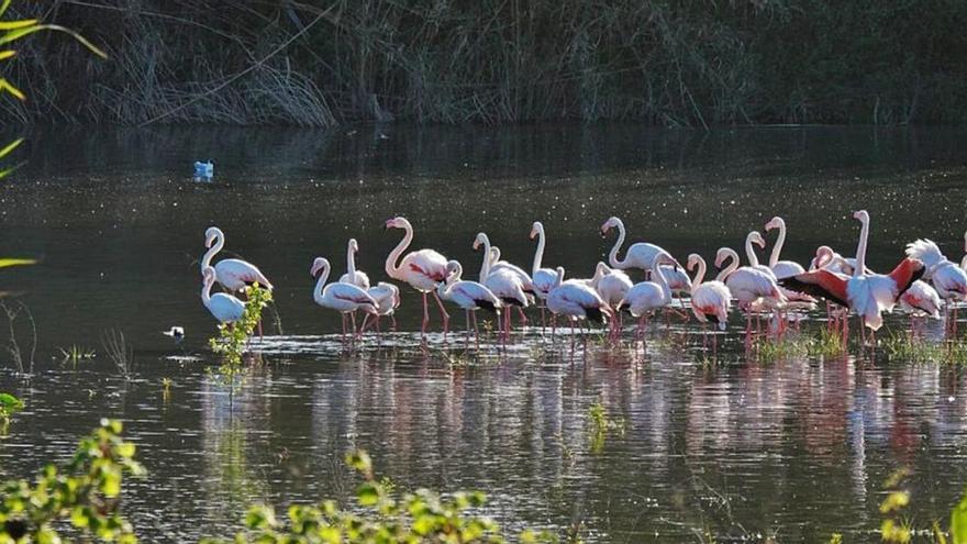 Els flamencs al delta de la Tordera.