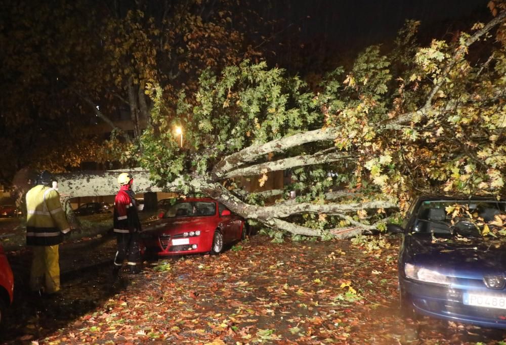 Un árbol caído en el Campus Sur de la USC // X. Álvarez