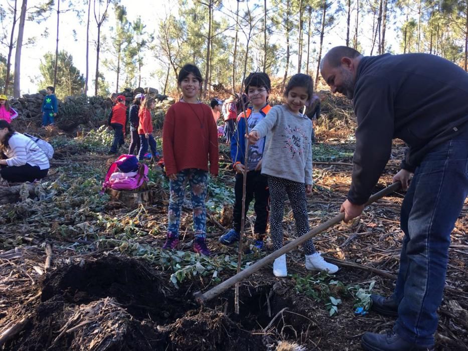 100 árboles para dar vida al monte de Meira