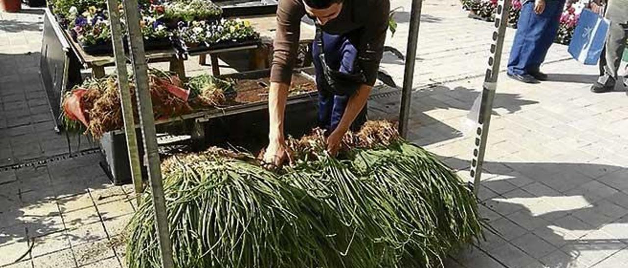 Un operario carga manojos de cebollas en el mercado.