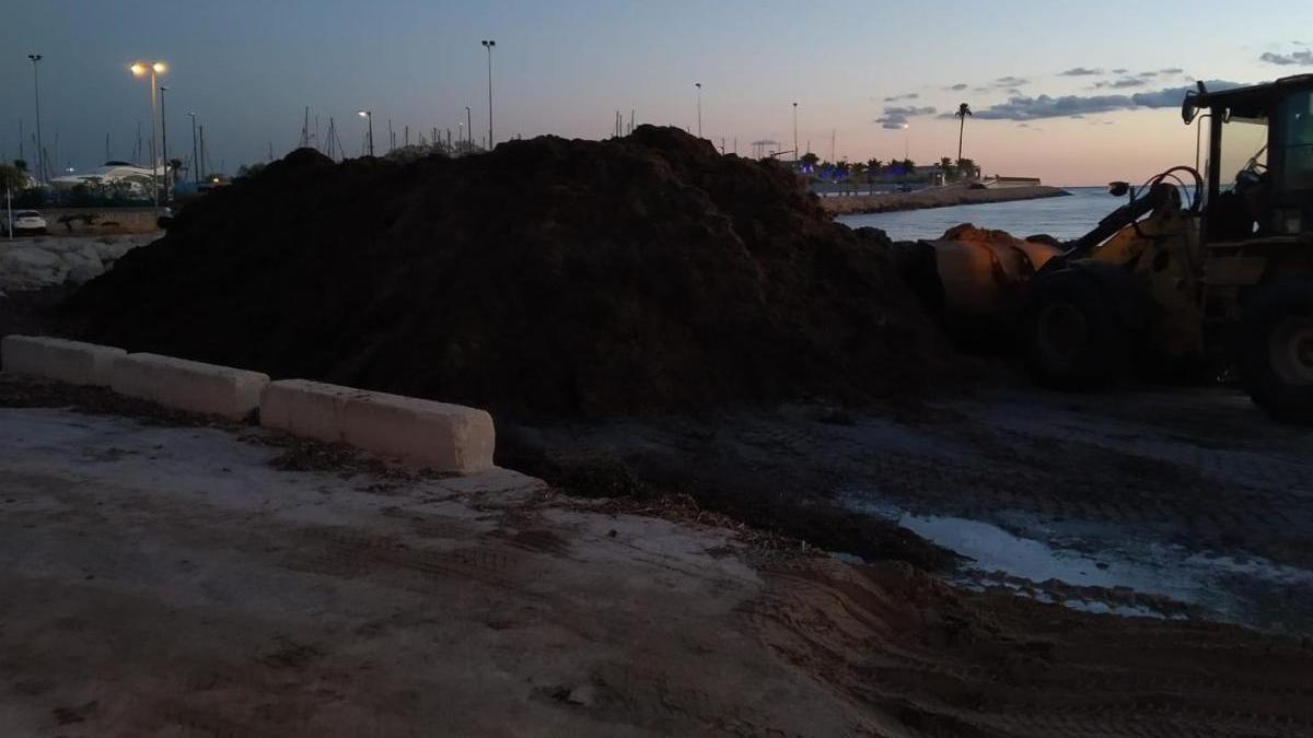 El temporal saca 900 toneladas de arribazones de posidonia a las playas de Dénia