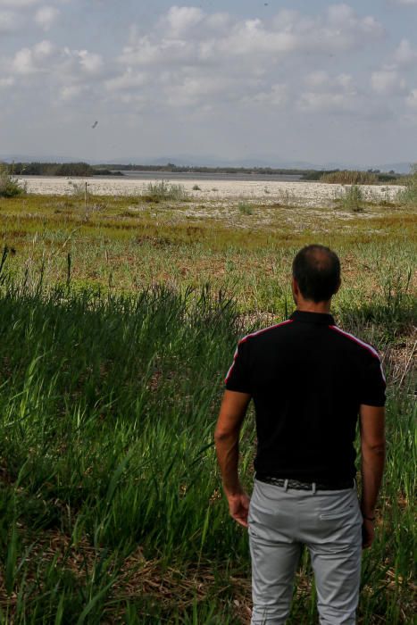 Lucha en El Hondo contra la invasión de la carpa