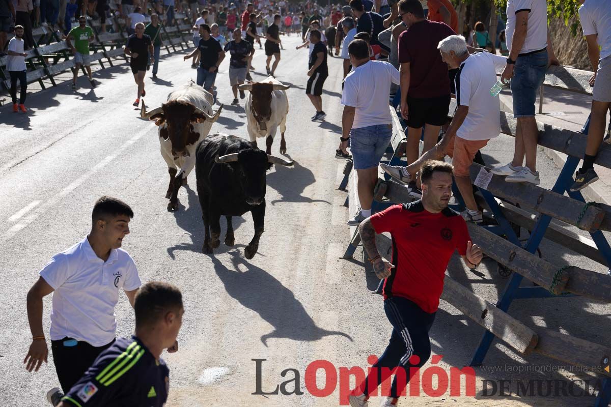 Sexto encierro de la Feria del Arroz de Calasparra