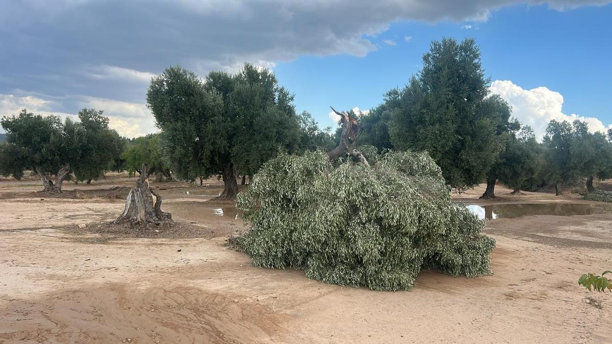 El granizo y las fuertes rachas de viento acaban con el 50% de la cosecha de almendro y oliva en zonas del Bajo Aragón