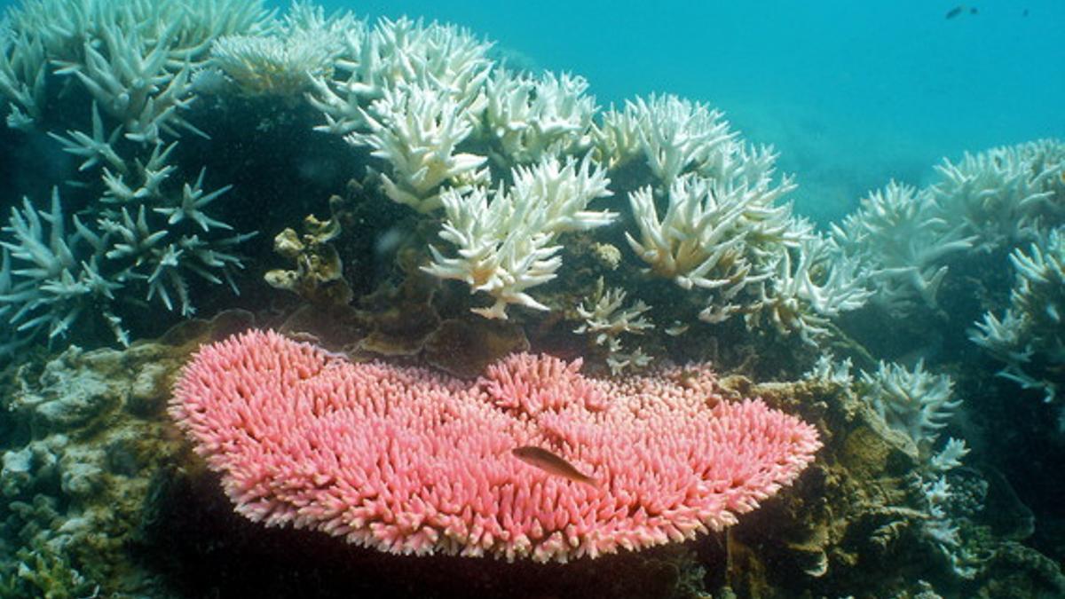 Coral blanquecino en la isla de Halfway en la Gran Barrera de Coral, en Queensland (Australia).