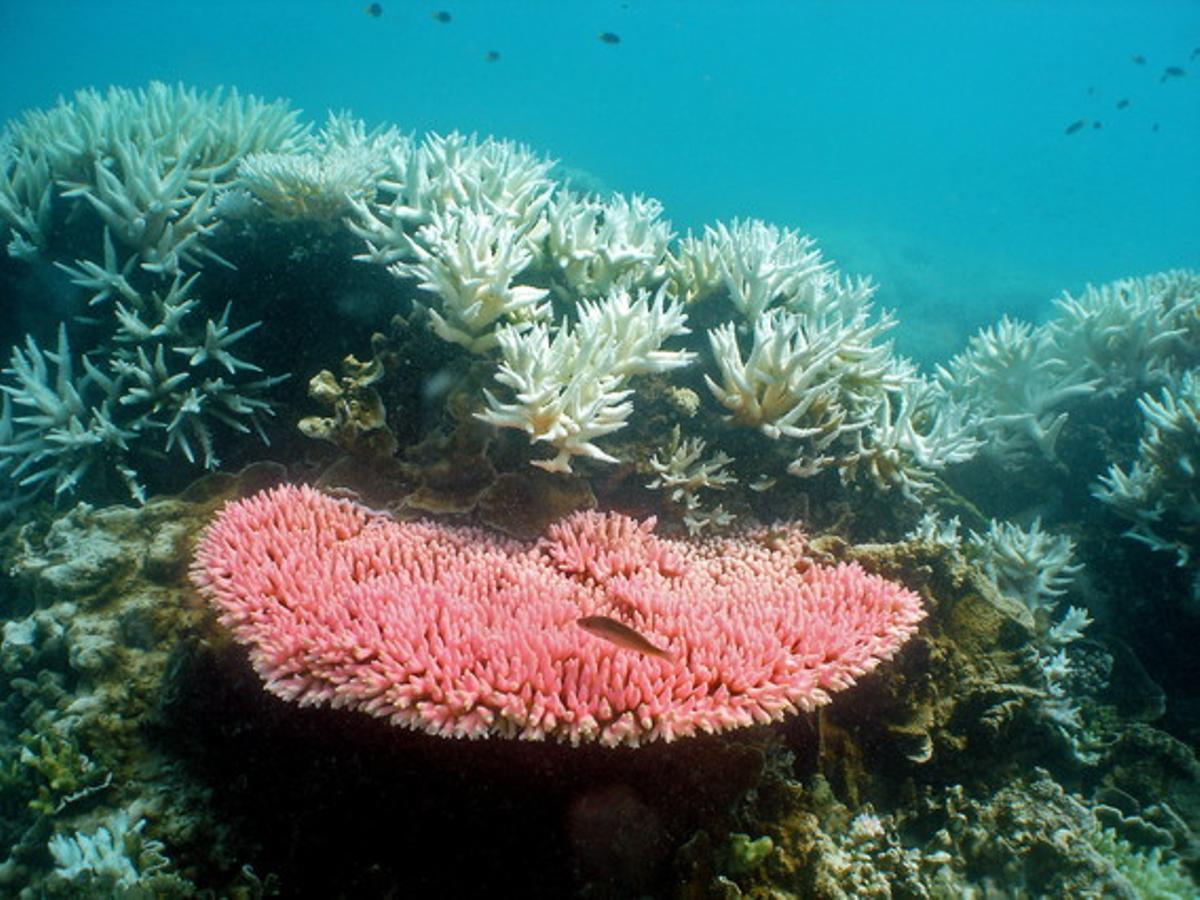 Coral blanquinós a l’illa de Halfway a la Gran Barrera de Coral, a Queensland (Austràlia). Coral blanquinós a l’illa de Halfway a la Gran Barrera de Coral, a Queensland (Austràlia).