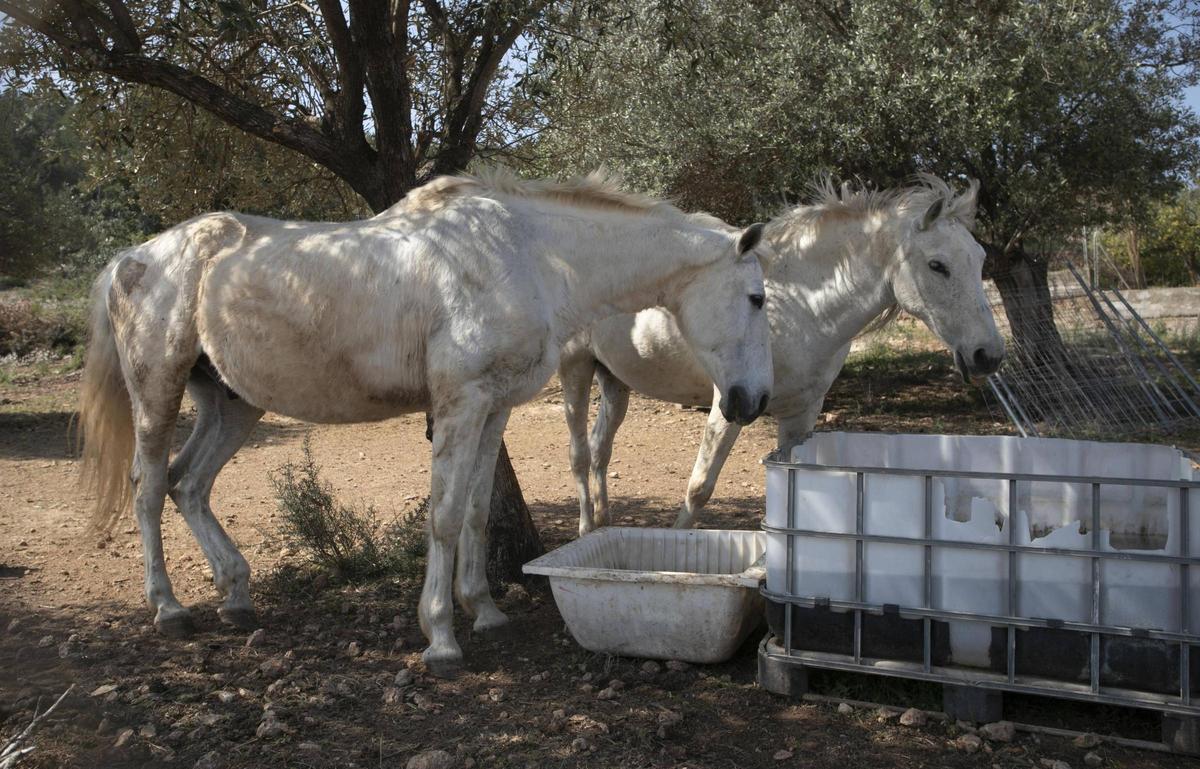 Dos de los cinco caballos rescatados por Agustín.