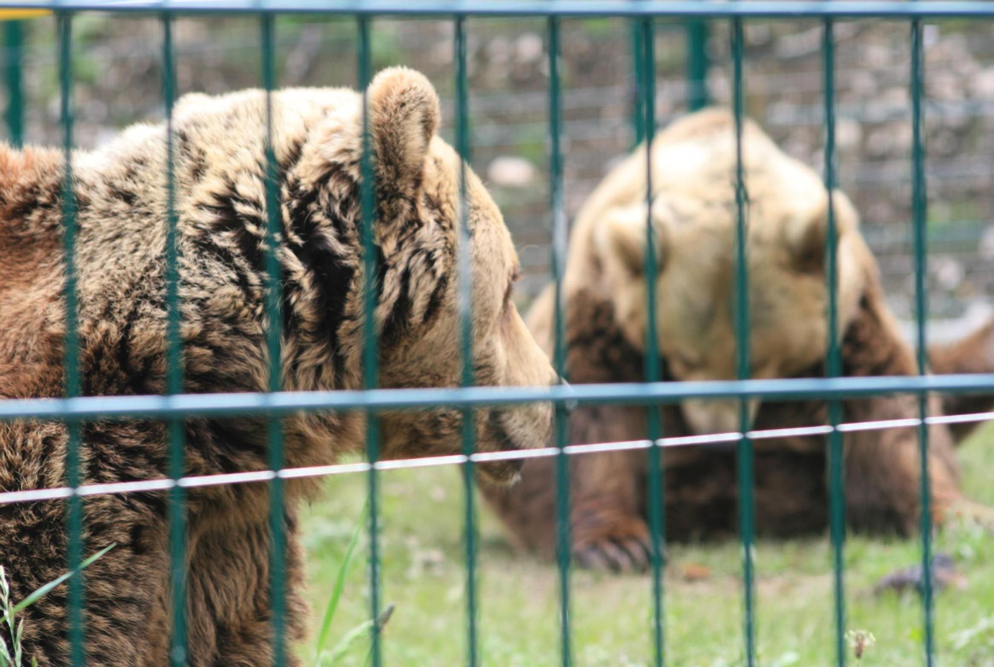 EN IMÁGENES: Así fue la vida de la osa "Paca" en el cercado de los Valles del Trubia