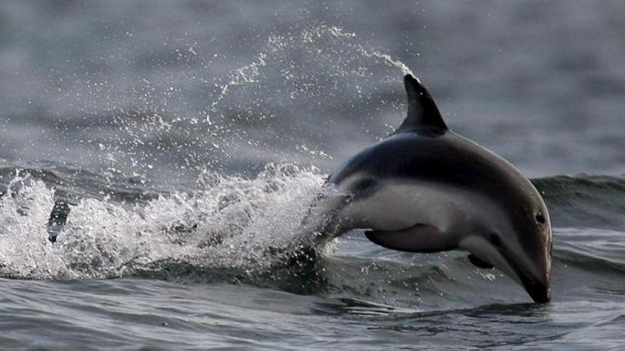Imagen facilitada el 3 de noviemBre de 2008 de un delfín en el océano Atlántico