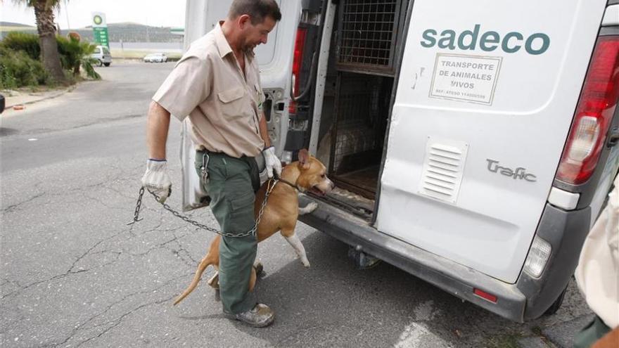 Sadeco recoge varios perros abandonados en la calle