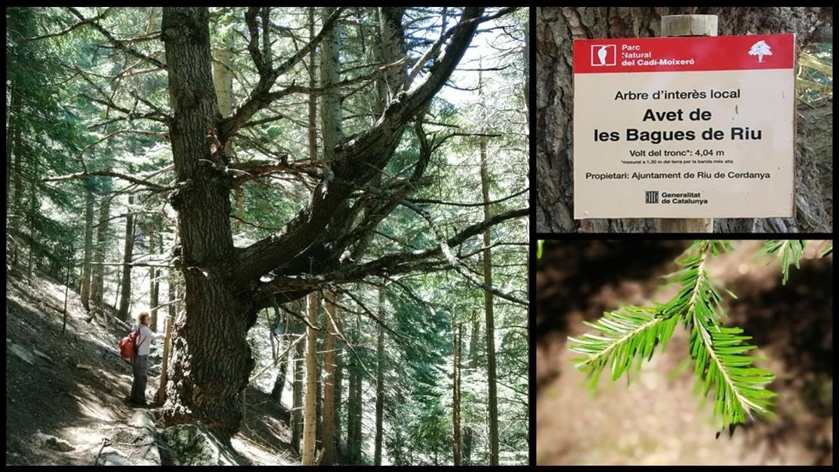 Los viejos abetos de las Bagues de Riu de Cerdanya