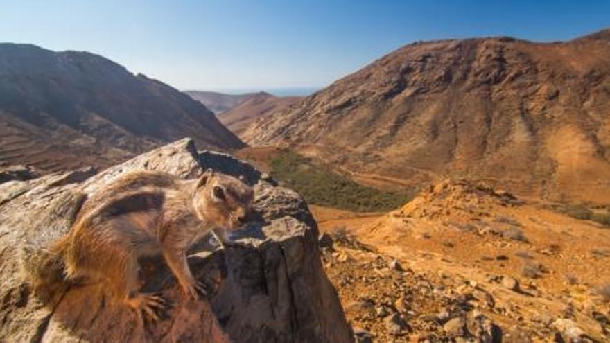 La desertificación avanza en Canarias por la mala planificación