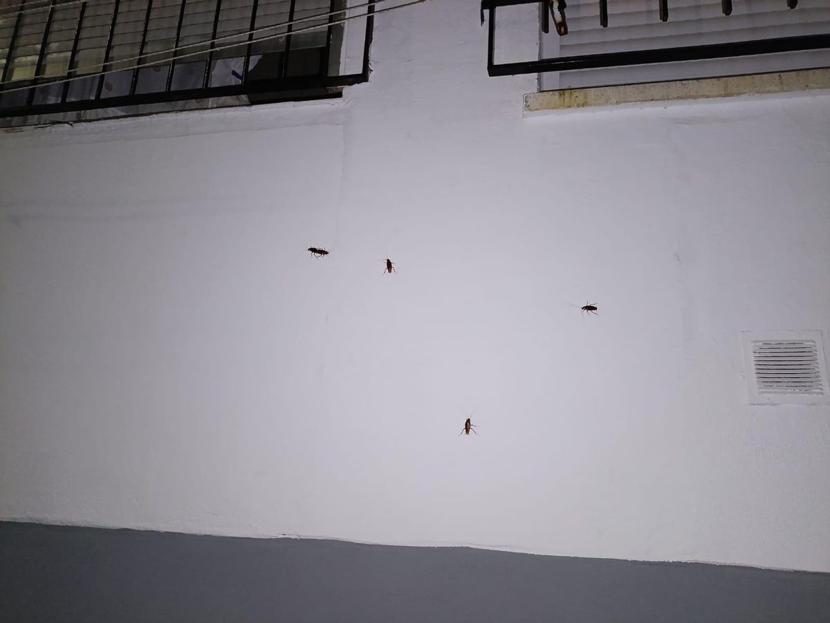 Cucarachas por una fachada de Plasencia.