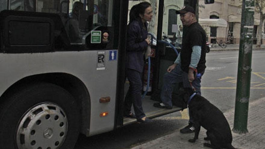 Los perros podrán viajar a partir de febrero en ocho líneas más de la EMT