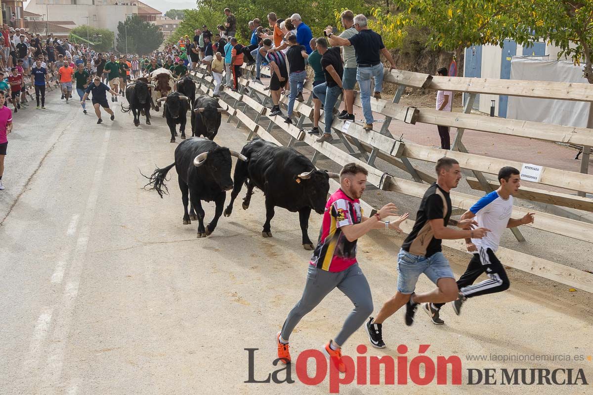 Primer encierro de la Feria Taurina del Arroz en Calasparra