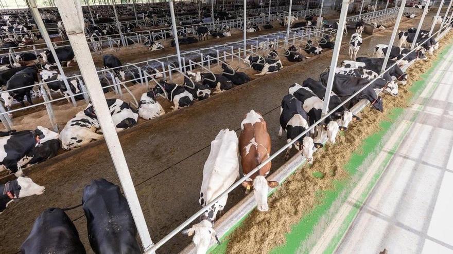 Las granjas grandes crecen imparables en Galicia: ordeñar más de 500 vacas ya no es una excepción