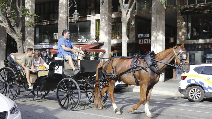 Kutschfahrten-in-Palma-Letzte-Chance-f-r-Pferdekutschen-vor-dem-Sommer-2027-
