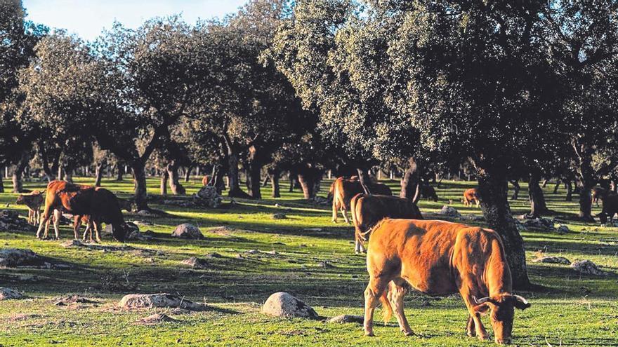 Andalucía concentra la mitad de la superficie ecológica de todo el país